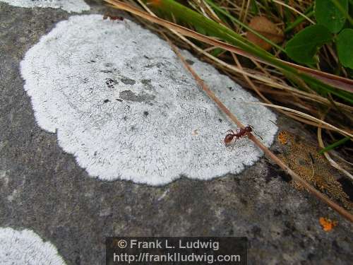 Ant