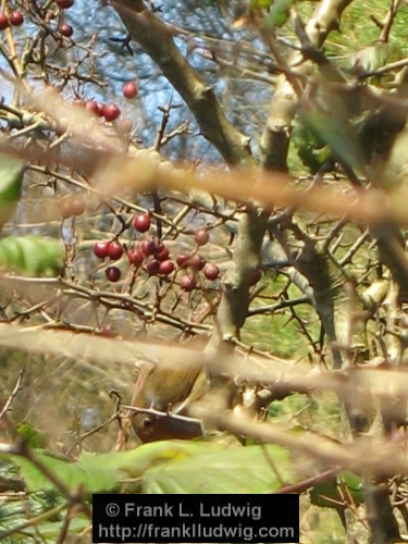 Berries