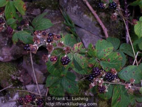 Blackberries