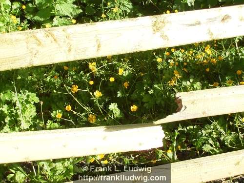 Buttercups