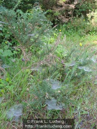 Cobwebs