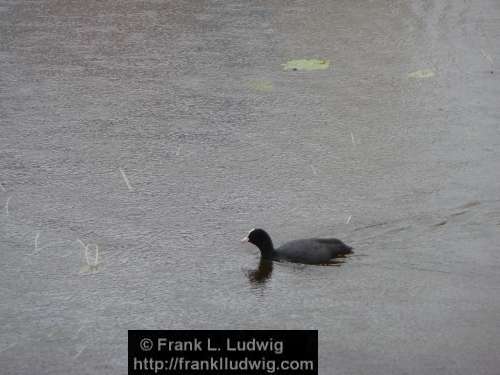 Coot