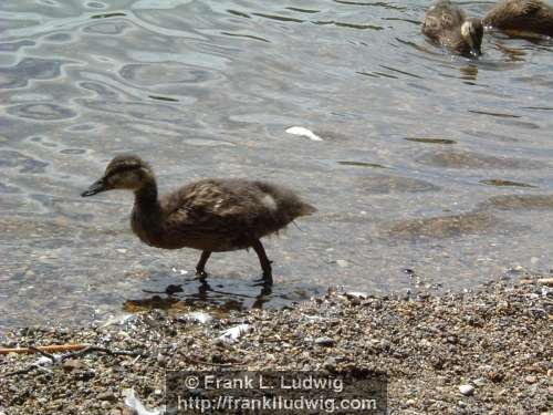 Duckling