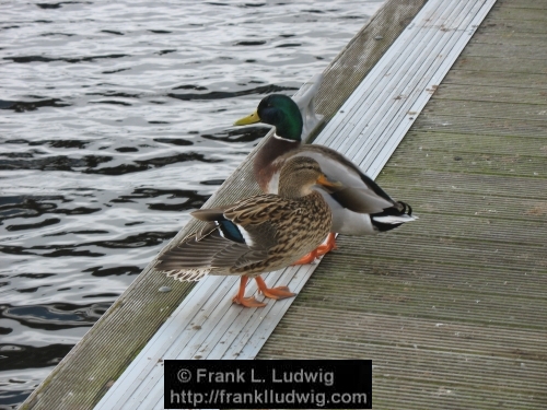 Ducks