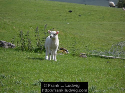 Lamb