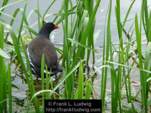 Moorhen