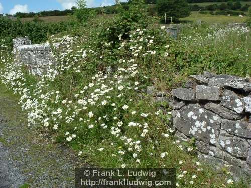 Wallflowers