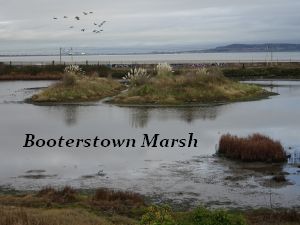 Booterstown Nature Reserve
