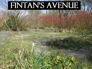 Fintan's Avenue