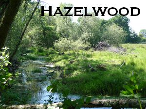 Hazelwood, Half Moon Bay