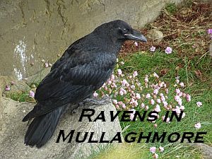 Ravens in Mullaghmore