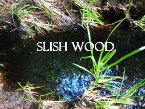 Slish Wood (Sleuth Wood)