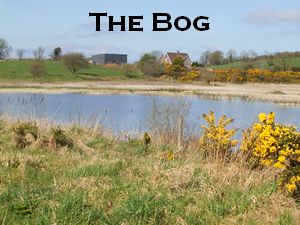 The Bog