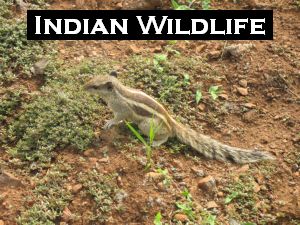 Indian Wildlife